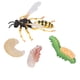 thumbnail image 5 of Modelo de ciclo de crecimiento de abeja avispa figuras de ciclo de crecimiento de abeja avispa detalles finos educativos tempranos coloridos para regalos de niños Amonsee Otros, 5 of 8