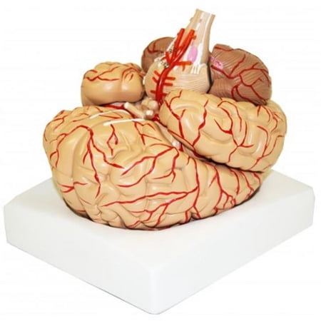 Vision Scientific Brain with Arteries - 9 Parts price history on PriceWatchPro