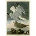 thumbnail image 2 of Audubon, John James 23x32 Gold Ornate Wood Framed with Double Matting Museum Art Print Titled - Herring Gull, 2 of 4