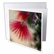 3dRose Fairy Duster, Sonoran Desert, Garden, Arizona - US03 FZU0025 - Frank Zurey, Greeting Cards, 6 x 6 inches, set of 6