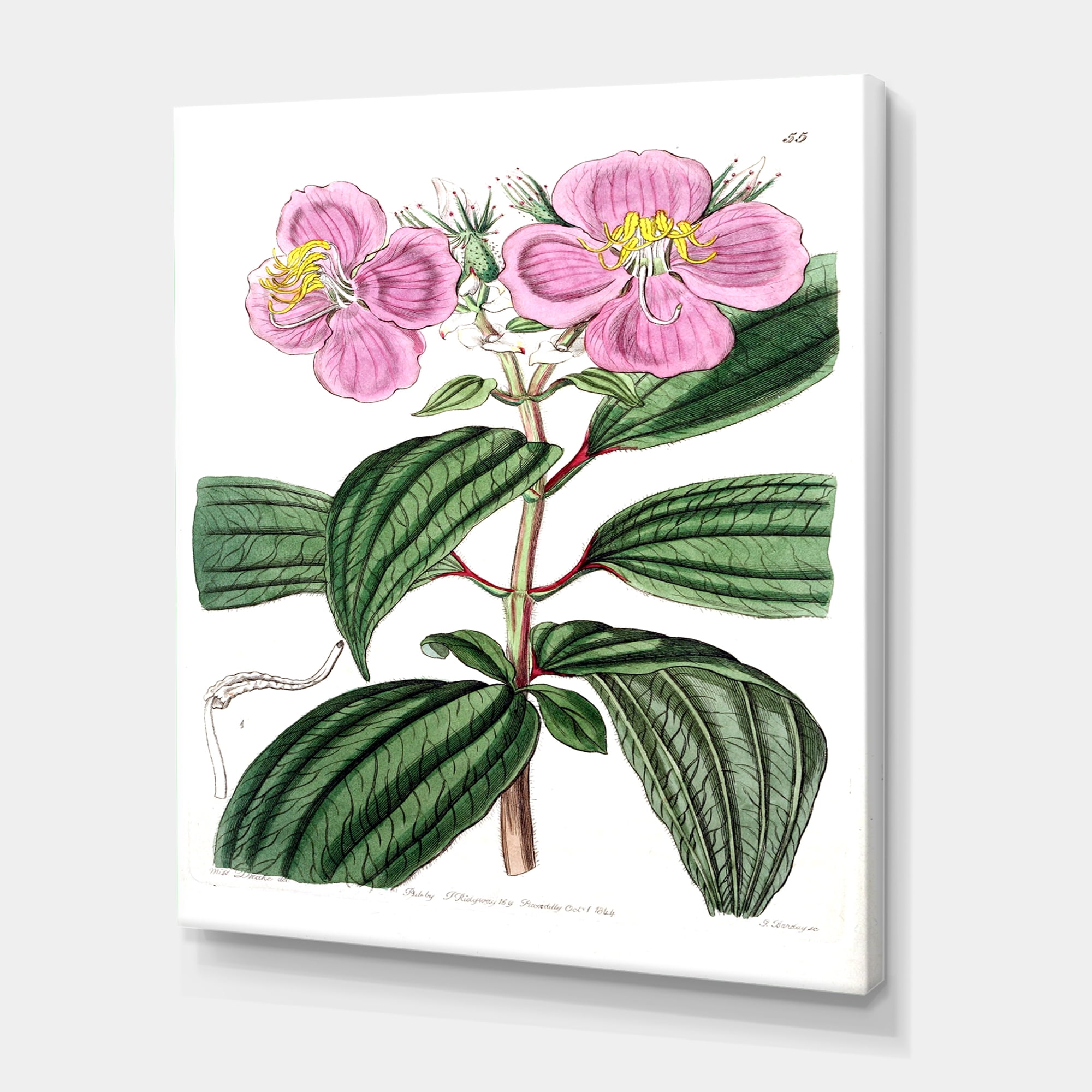 Designart ' Ancient Plant Life XXIII ' Traditional Canvas Wall Art Print