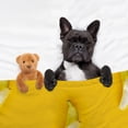 thumbnail image 4 of Banana Blanket, Fruit Throw Blanket, Good Gift Choice, Lightweight Super Soft and Comfortable, Suitable for Sofa, Living Room, Bedroom, 40" x 30" for Pet, 4 of 6