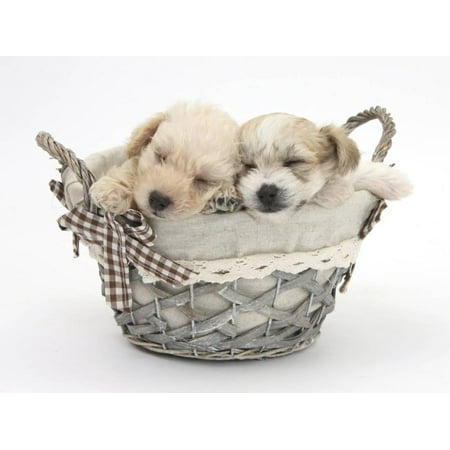 - Bichon Frise Cross Yorkshire Terrier Pups, 6 Weeks, Asleep in a Basket Print Wall Art By Mark Taylor