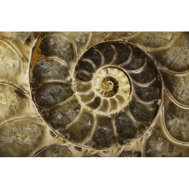 Fossil Ammonite Unframed Photographic Print Wall Art Walmart Com Walmart Com