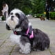 thumbnail image 3 of Pechera Arnés para Perro Mr. Pets, Reflectante Ajustable rosa Chico, 3 of 8