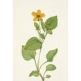 thumbnail image 3 of Mary Vaux Walcott 18x24 Black Modern Framed Museum Art Print Titled - Goldenstar. Chrysogonum Virginianum (1925), 3 of 5