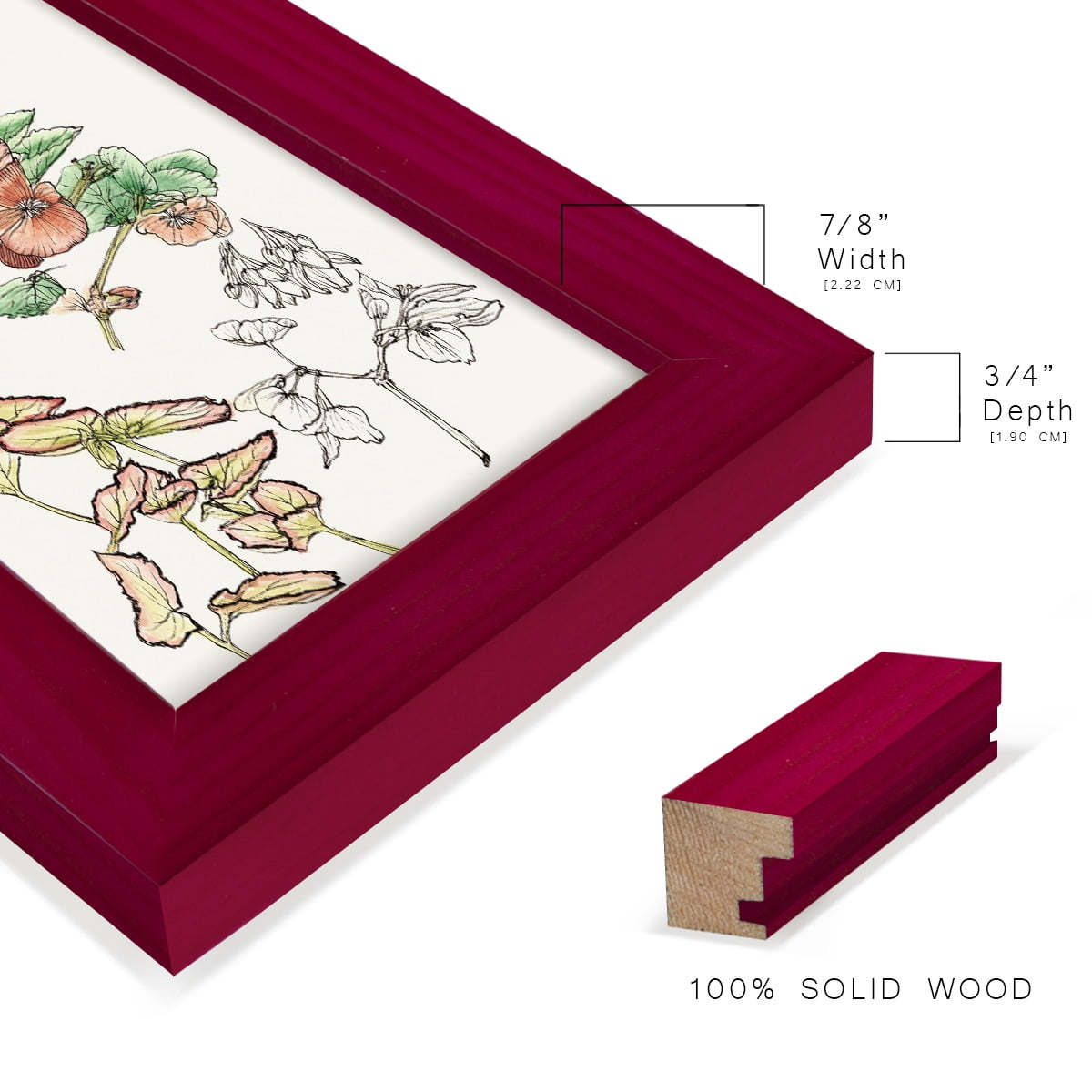 Begonia Study -Framed Print w/glass-Cherry Red
