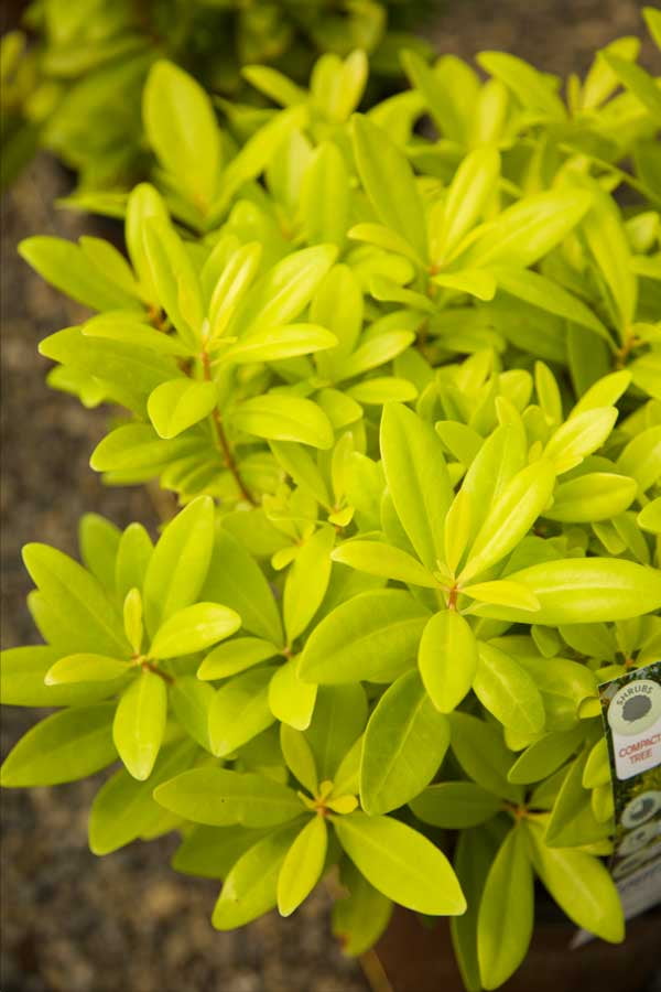 ‘Florida Sunshine’ Illicium (Yellow Anise Tree) Evergreen Shrub 2.4