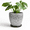 Black-wood Crack-8 Inch, variant on Pink 10 Inch Ceramic Indoor Outdoor Plant Pot Planter with Drainage