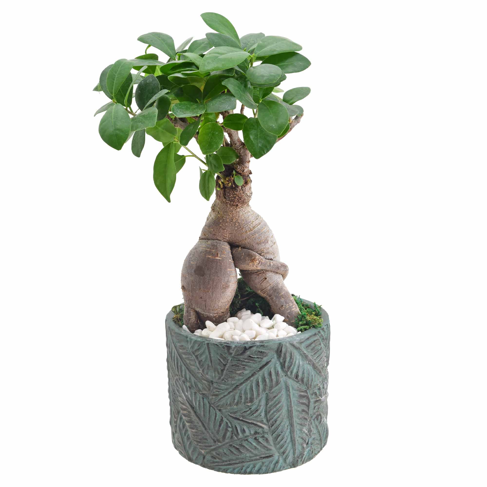 Small Ginseng Ficus Bonsai in Blue Ceramic Planter