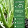 thumbnail image 2 of Aloe Vera Plant - 1 Live Plant in a 4 Inch Pot - Aloe Barbadensis - Vibrant Decorative Upright Foliage Succulent, 2 of 6