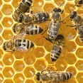 thumbnail image 5 of Stoney Acres Beekeeping Beehive Frame, Waxed Plastic Foundation, Deep Assembled, Honey Bee Hive, Amish Made, Set of 8, 5 of 7