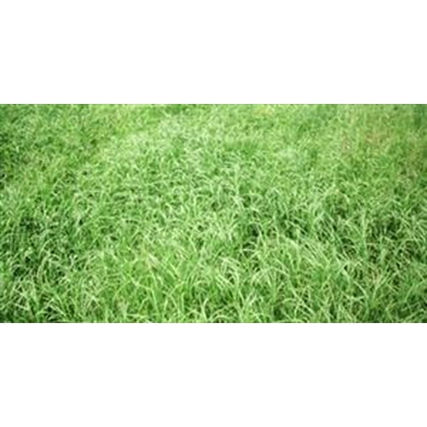 Wrangler Bermuda Grass Seed 5 Lbs