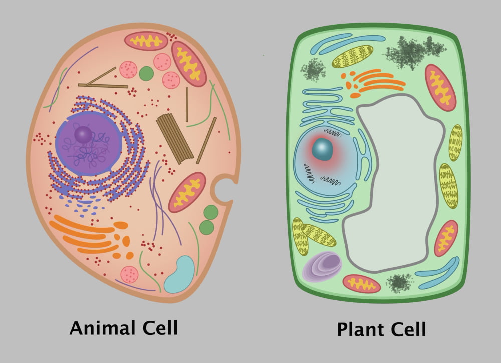Animal Cell And Plant Cell Poster Print By Gwen Shockeyscience Source