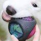 thumbnail image 1 of Pelota resistente a mordeduras para cachorros, pelota de goma para perros, juguete para el cuidado dental de cachorros, pelota de goma para perros de alto rendimiento, 1 of 8