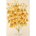 thumbnail image 2 of Charles Antoine Lemaire 17x24 Black Ornate Framed Double Matted Museum Art Print Titled: Oncididium Aurosum (1854-1896), 2 of 5