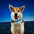 thumbnail image 6 of Nite Ize NiteDog Rechargeable LARGE Blue  LED Collar Water Resistant, 6 of 8