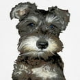 thumbnail image 3 of CafePress - Miniature Schnauzer Ringer T - 100% Cotton Ringed T-Shirt, 3 of 4