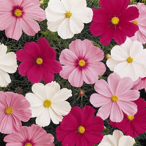Sonata Mix Cosmos Flower Seeds - 500 Seeds - Annual Flower Gardening Seed - Golden Eye Blooms - Cosmos bipinnatus