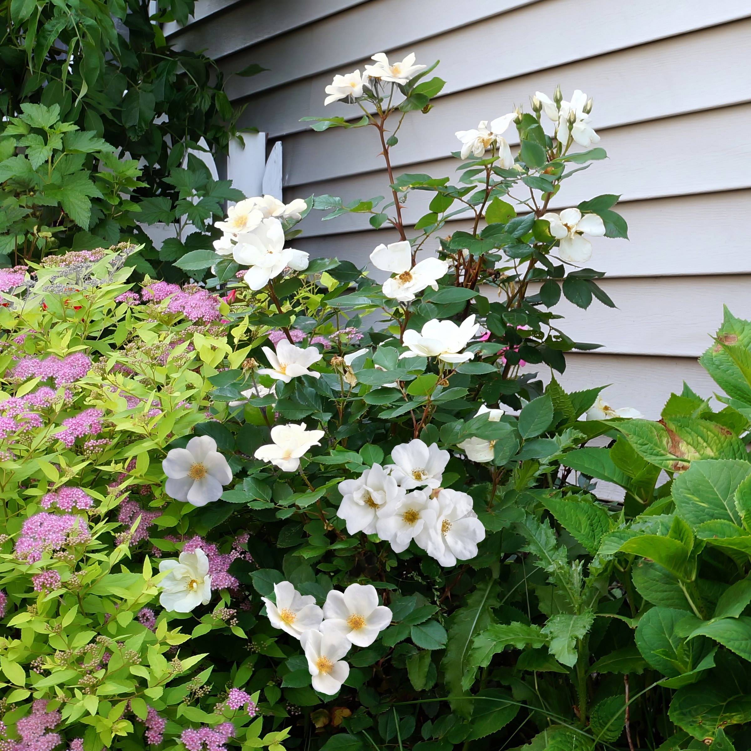 National Plant Network 3 gal. Rose White Knock Out Shrub