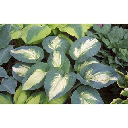Proven Winners 1 Gallon, Shadowland Hudson Bay (Hosta) Live Plant, Variegated Foliage and Purple Flowers