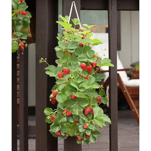 HANG & GROW Burlap Hanging Planter Bags for Outdoor Plants, Vertical Flower Hanging Bag for Easy Outside Garden Decoration, Reusable for Flowers, Strawberry, Vegetables and Herbs, (2 Bags, 8 Holes)