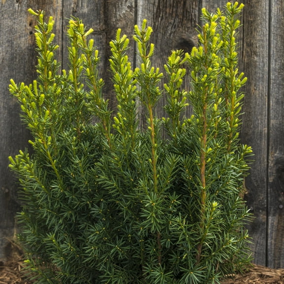 3 Gal. Pot, Hicksi Upright Yew Taxus Evergreen Shrubs, One Plant per Offer