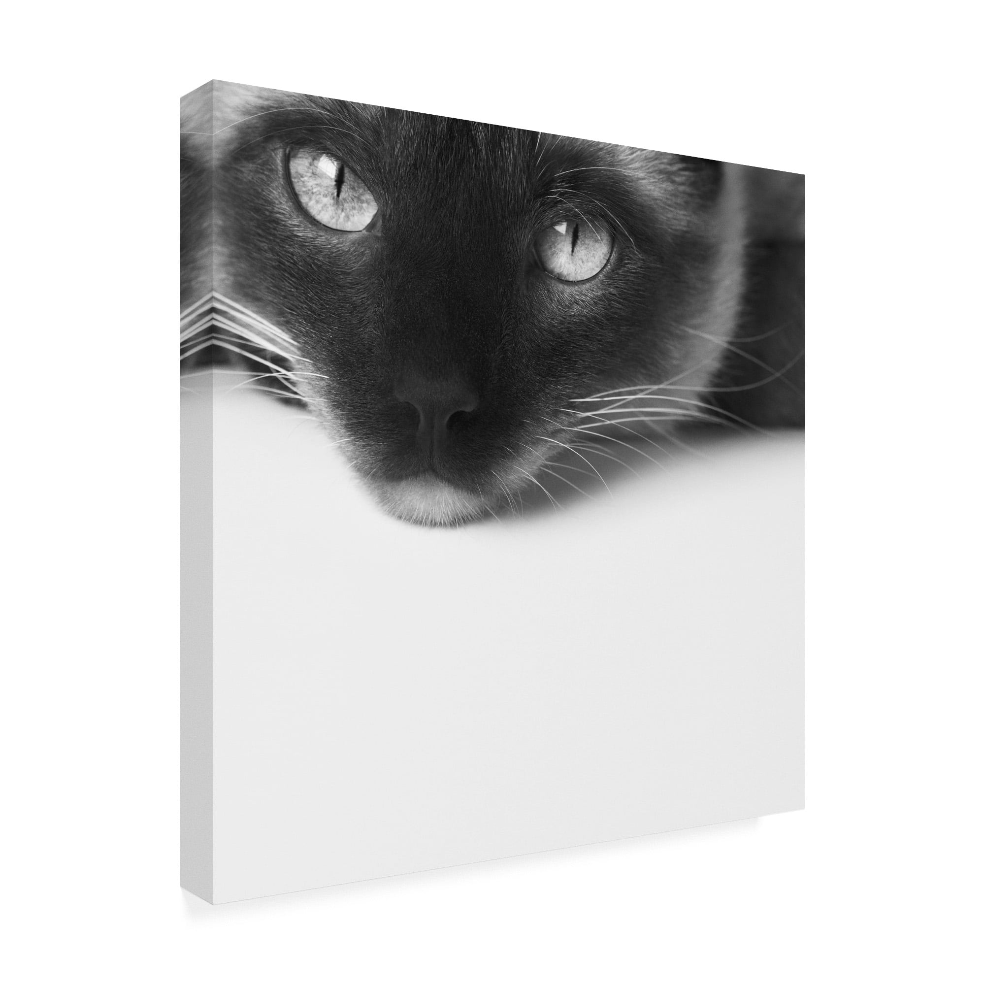 Trademark Fine Art 'No Stress Siamese' Canvas Art by Jon Bertell