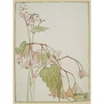 thumbnail image 3 of Overbeck, Hannah Borger 12x14 Black Modern Framed Museum Art Print Titled - Beef Begonia, 3 of 5