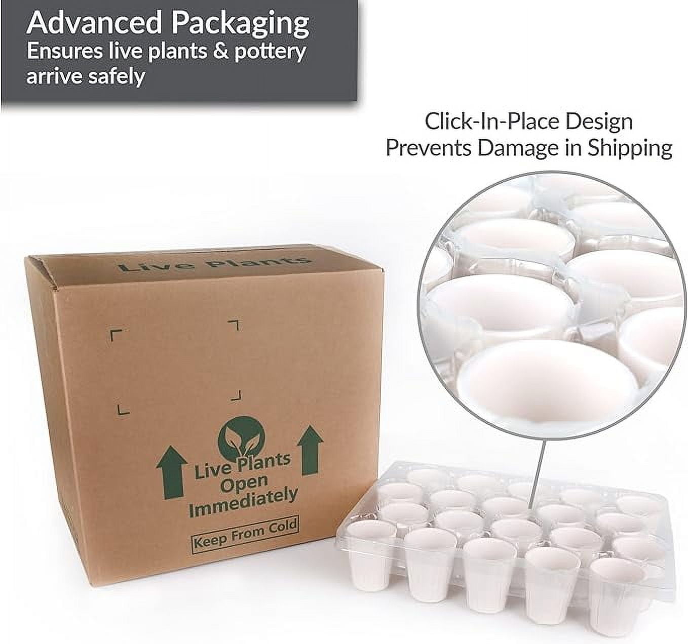 Just Add Ice 20-Pack Mini Assorted Pink Orchids Live Plant Party Favors, 6-10" Height in 2.5" Diamter White Ceramic, House Plant