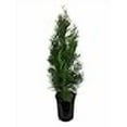 thumbnail image 3 of Emerald Green Arborvitae Tree ( Thuja ) - Live Plant - Trade Gallon Pot, 3 of 3