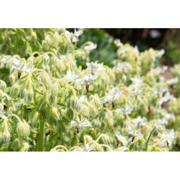 50 WHITE BORAGE Borago Officinalis Bianca Herb Flower Seeds