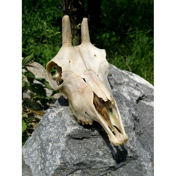 Old Animal Skeleton Skull Bone Skull Goat Buck-20 Inch By ...