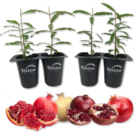 Pomegranate Variety Pack - 4 Live Starter Plants - Grower's Choice - Edible Fruit Bearing Tree for The Patio and Garden
