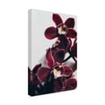thumbnail image 4 of Trademark Fine Art uplusmestudio Velvet Orchid Canvas Wall Art, 4 of 4