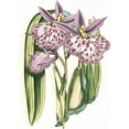 thumbnail image 2 of Vision Studio 11x14 Black Ornate Wood Framed with Double Matting Museum Art Print Titled - Lilac Orchid II, 2 of 4