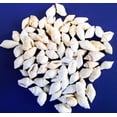thumbnail image 2 of 4 oz (300) Tiny White Nassa Mini Shells (1/4-5/8") Beach Arts Crafts Hobby, 2 of 3