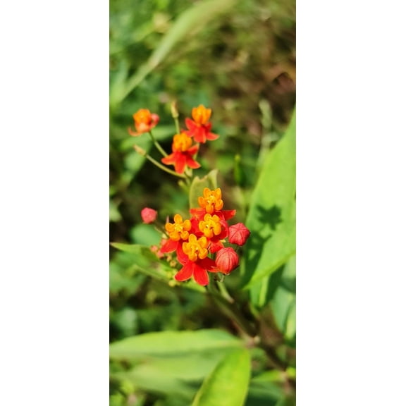 Bloodflower Milkweed/ Perennial/ Full Sun/ 1100 Seeds 1/4 oz/ Zellajake Farm and Garden - B212