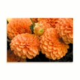 thumbnail image 2 of Gango Home Decor Peach Dalhia I by Maureen Love (Printed on Paper); One 36x24in Fine Art Paper Giclee Print, 2 of 4