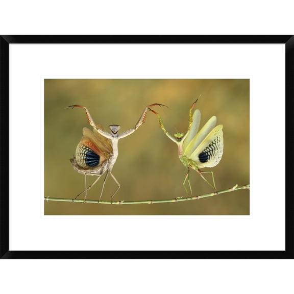 Global Gallery Hasan Baglar 'Show Time' Framed Wall Art