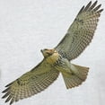 thumbnail image 3 of CafePress - Soaring Red Tail Hawk Light T Shirt - Men's Classic Graphic T-Shirt, 3 of 4
