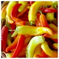 thumbnail image 3 of Everwilde Farms - 50 Sweet Banana Sweet Pepper Seeds - Gold Vault Seed Packet, 3 of 5