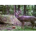 thumbnail image 6 of Ani-Logics Outdoors Ani-Protein Deer Mineral 25 lb Block, 6 of 9