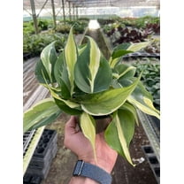 Philodendron Silver Stripe Live Plant for Indoor | Different Houseplants in 4'' & 6'' Pot | Real House Plant Decor for Living Room, Office, Desk & Bathroom | Philodendron hederaceum | Stripe Philo