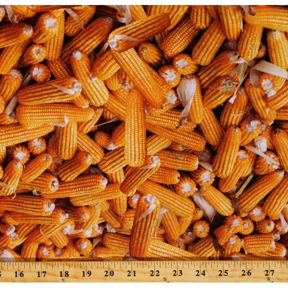 Cotton Food Corn On The Cob Vegetables Fruits Yellow Cotton Fabric Print by the Yard (112593)