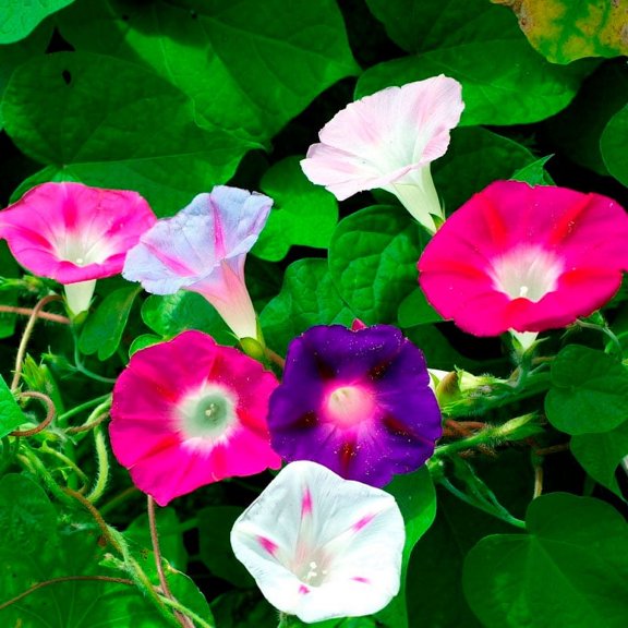 Eden Brothers Morning Glory Seeds - Imperial Mix, Non-GMO Seeds for Planting, Packet | Low-Maintenance Flower Seeds, Plant During Spring, Zones 1, 2, 3, 4, 5, 6, 7, 8, 9, 10