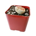 thumbnail image 5 of Best Plant Friend Lithops Living Stones 4 Inch Grower Pot Cactus, Live Succulents, 5 of 8