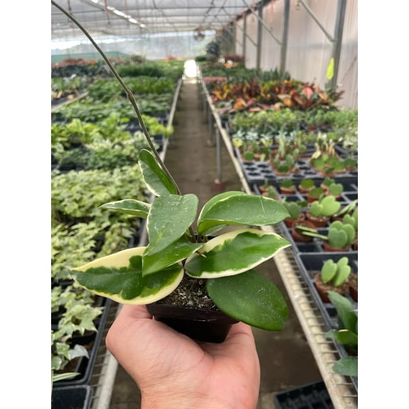 Variegated Hoya Carnosa Krimson Queen - Live Air-Purifying Indoor Plant in Nursery Pot – Easy Care, Low Maintenance Houseplant for Home & Office Decor, Natural Air Cleaner, Best for Beginners (3"Pot)