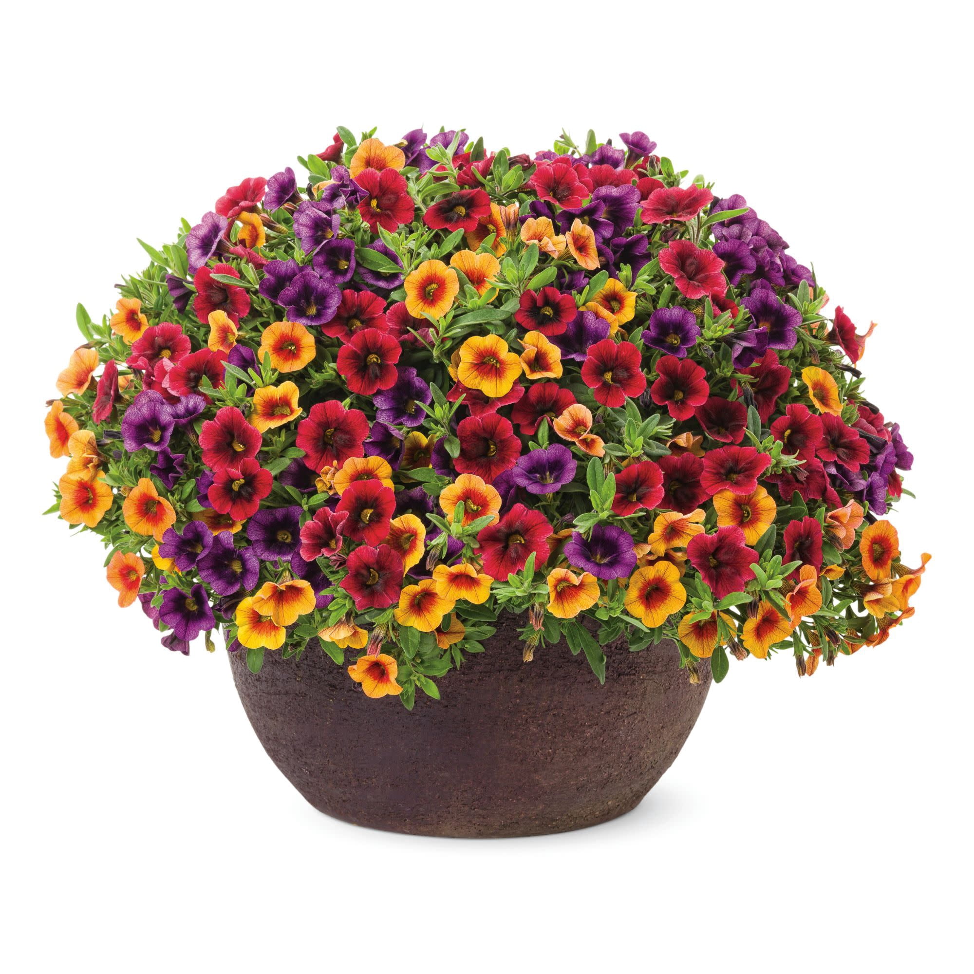 Proven Winners 4" Orange Superbells Tangerine Punch Calibrachoa Live Plant in 4.25" Pot (4 Count)