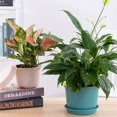 thumbnail image 3 of Dream Lifestyle Plastic Planters, Small Indoor Flower Plant Pots Seeding Nursery Pots, Decorative Gardening Pot with Drainage and Saucer for House Plants Herbs Foliage Plant, 3 of 8